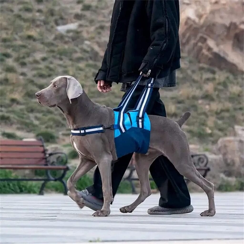 Arnés De Protección para Perros, Arnés De Apoyo para Perros Lesionados. Arnés De Protección para Perros, Arnés De Apoyo para Perros Lesionados, Acolchado Suave, Cómodo, Cinturón Salvavidas para Perros